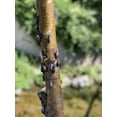 thumbnail image 6 of LanternFly Trap Co Tree Trap - Catch Spotted Lantern Fly Without Catching Other Wildlife - Made in USA, 6 of 8