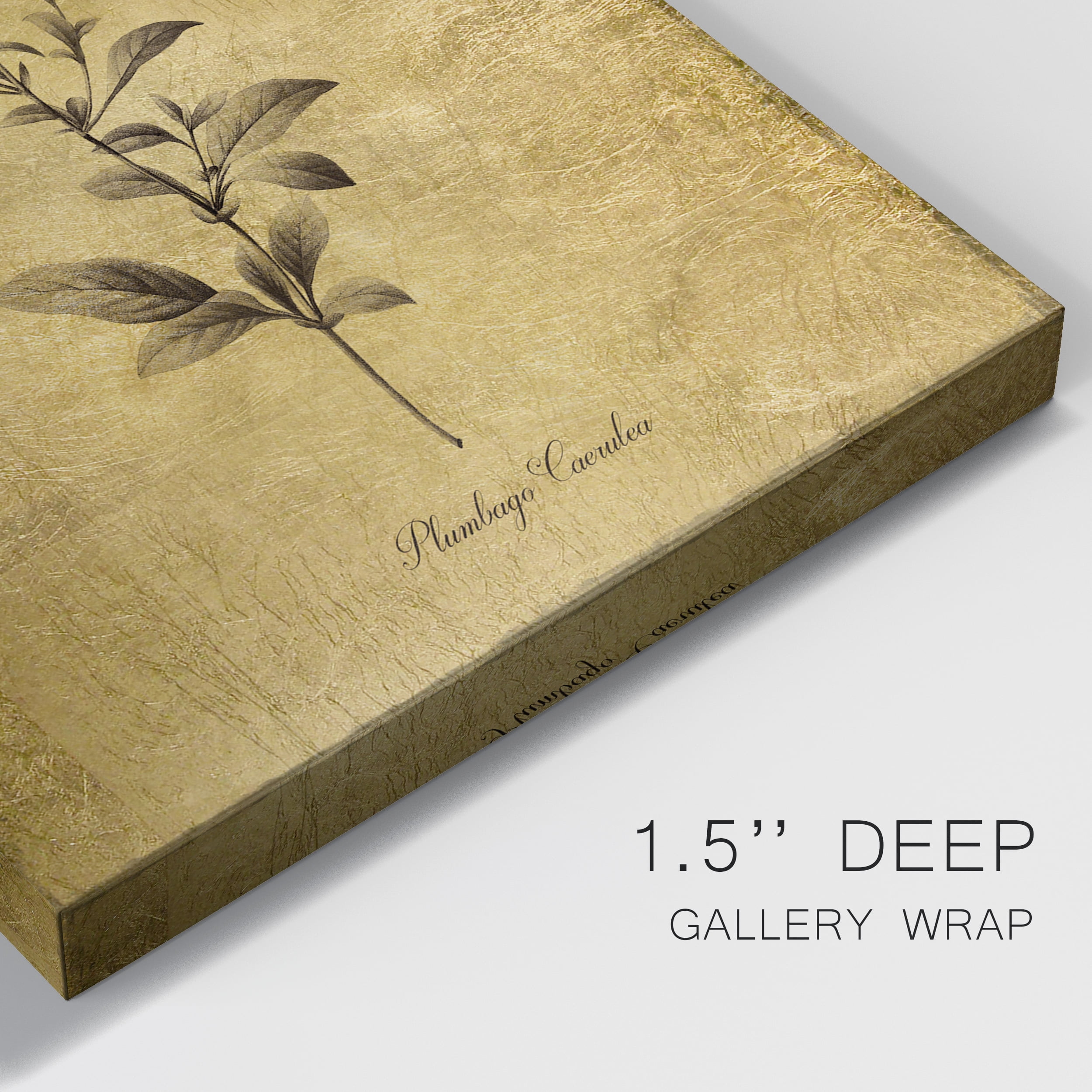 Gold Sketch Botanical II Premium Gallery Wrapped Canvas - Ready to Hang - 24 x 36