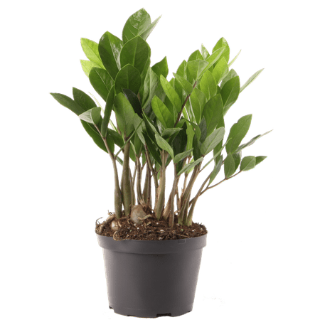 Delray Plants ZZ Plant (Zamioculcas zamiifolia) Easy Care Live House Plant, 6-inch Black Grower’s