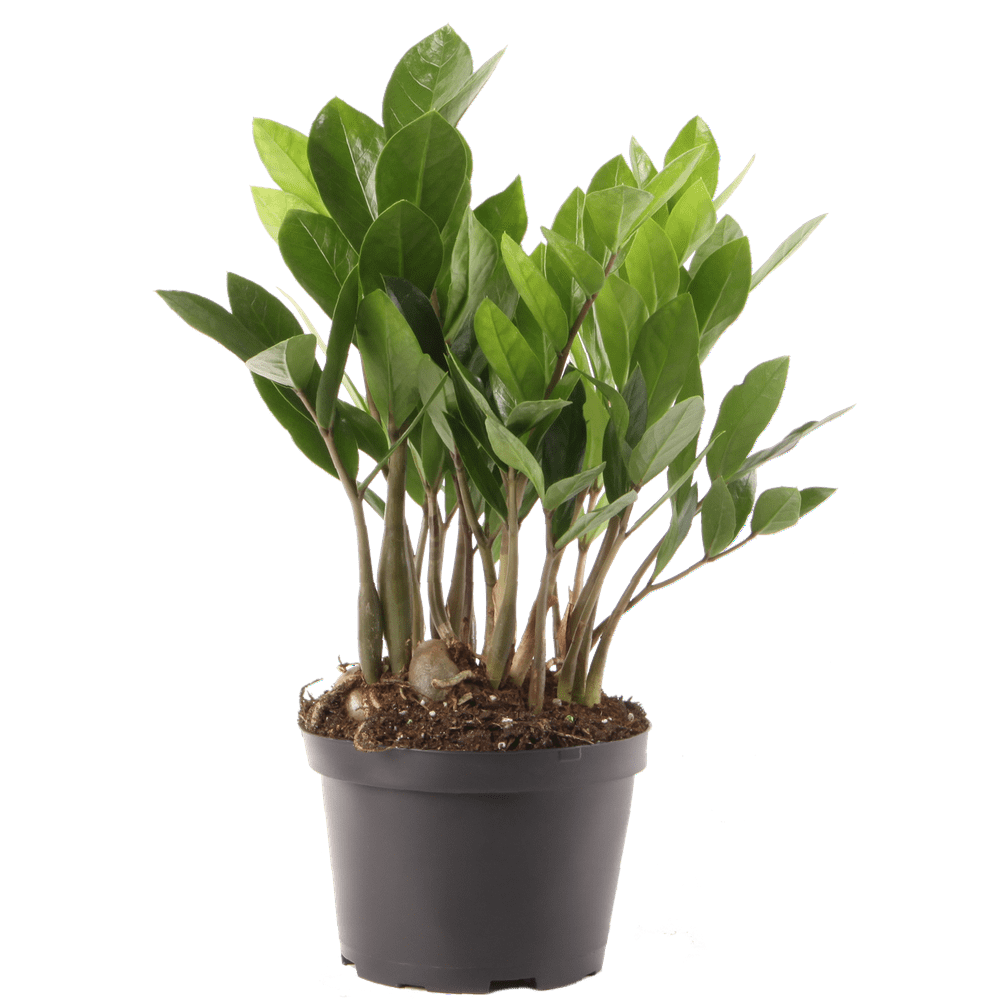 Costa Farms Live Indoor 12in Tall Zz Plant In 6in Grower Pot