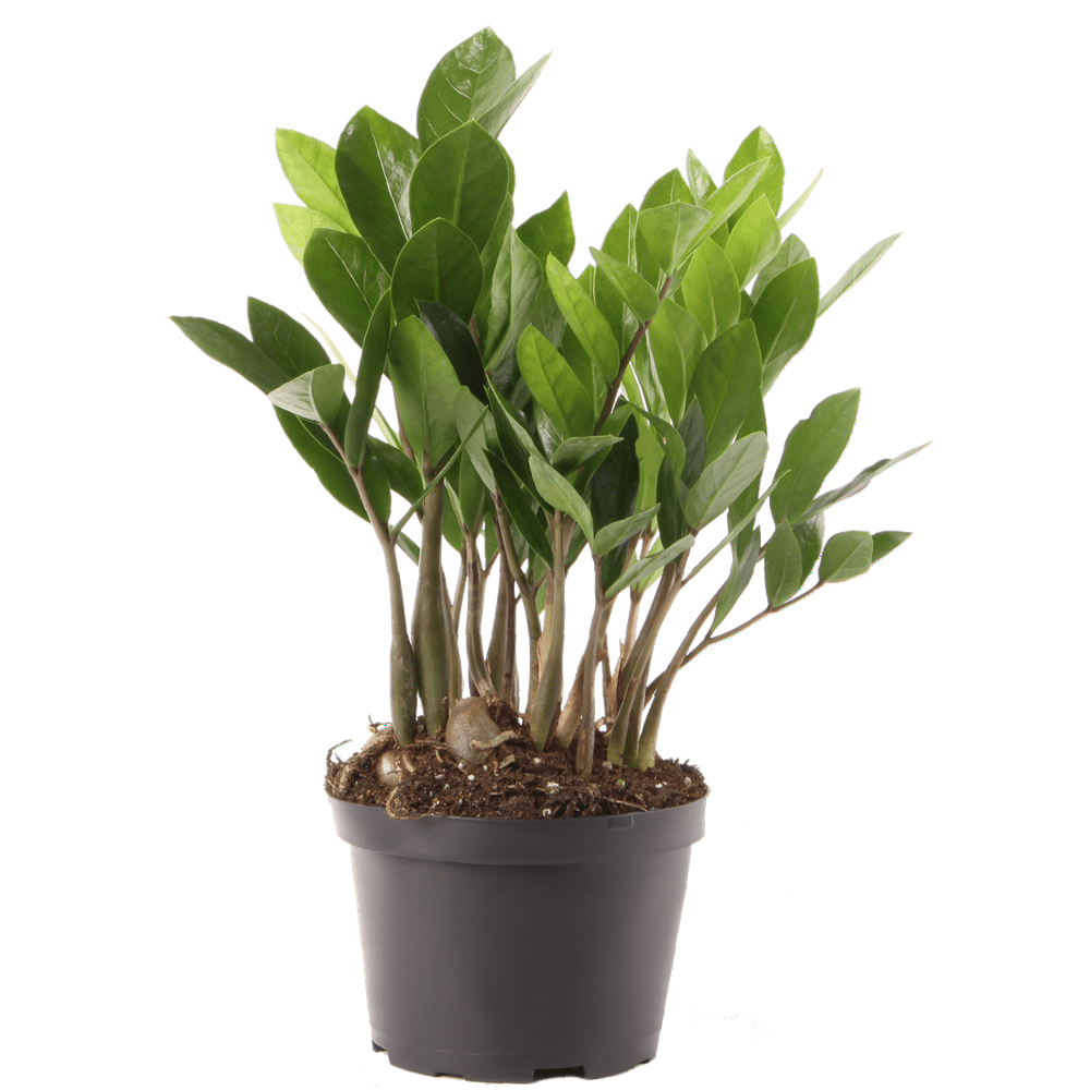 Costa Farms Live Indoor 12in. Tall ZZ Plant in 6in. Grower