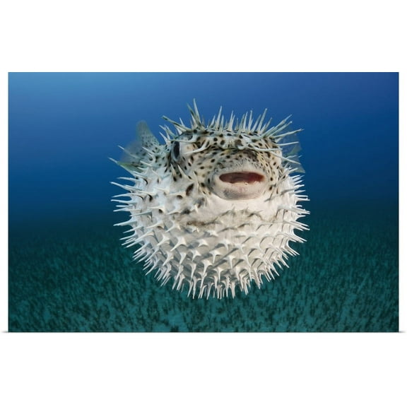 Great BIG Canvas | "Hawaii, The Spotted Porcupinefish (Diodon Hystrix) Floating In Deep Blue Pacific Waters" Art Print - 48x32