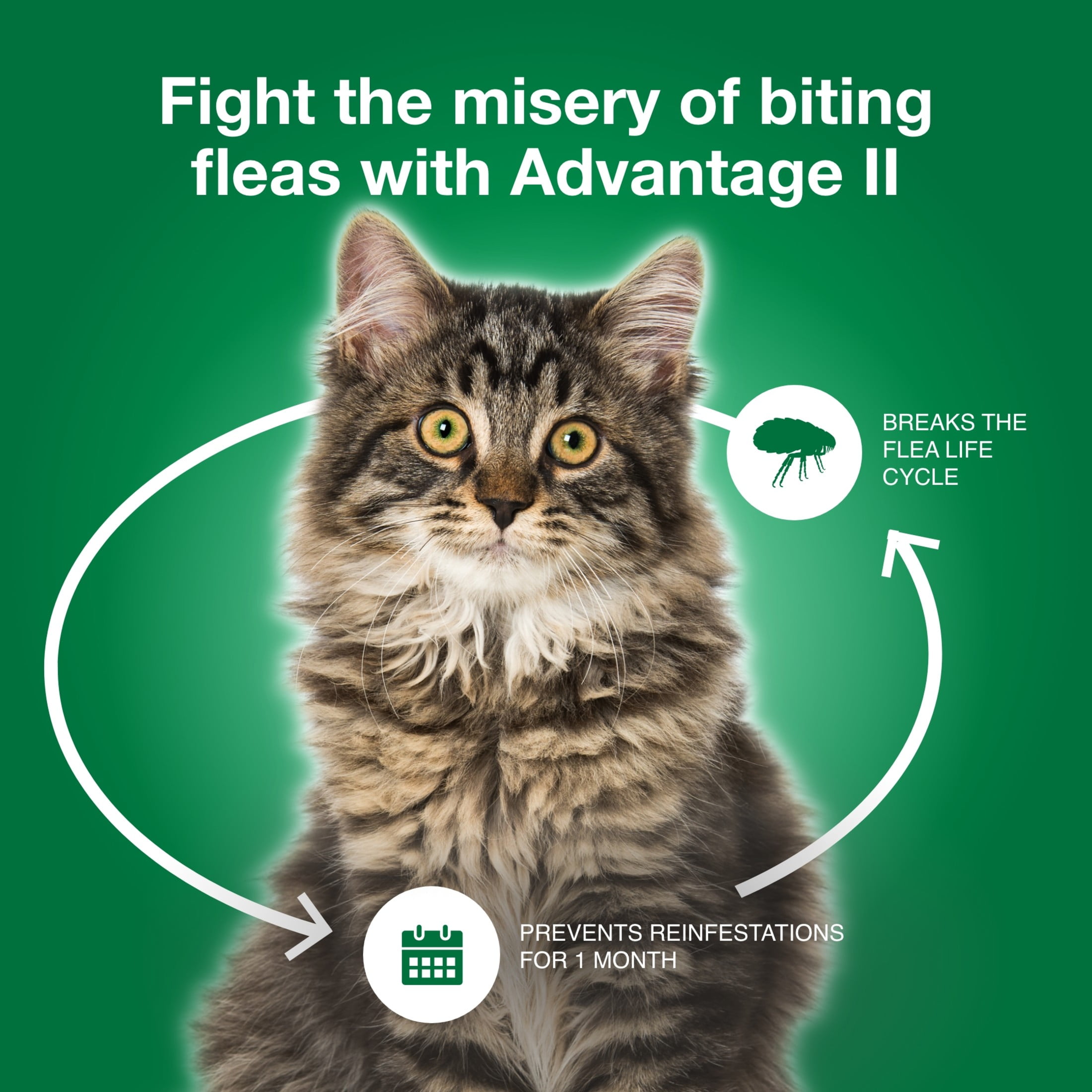 Flea bites on sales cats home remedies