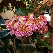 Begonia Maculata, Polka Dot Begonia - Pot Size: 3.5 - Shade Plants