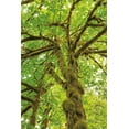 thumbnail image 2 of Majchrowicz, Alan 23x32 Gold Ornate Wood Framed with Double Matting Museum Art Print Titled - Big Leaf Maple Trees IV, 2 of 4