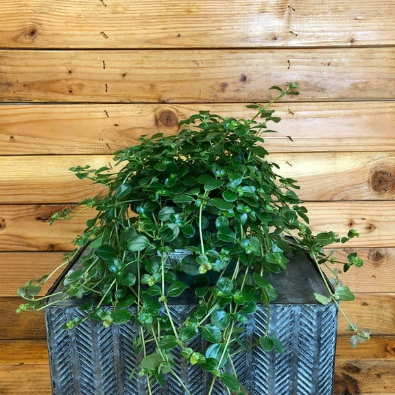 Pilea espresso Plant, 6 Inch Pot, The Plant Farm