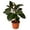 6_FICUS_BURGUNDY, variant on Ficus Elastica Black Burgundy Rubber Plant - Live Air-Purifying Indoor Plant in Nursery Pot – Easy Care, Low Maintenance Houseplant for Home & Office Decor, Natural Air Cleaner, Best for Beginners