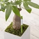 thumbnail image 5 of Medidor de Humedad del Suelo para Plantas de Interior (5 Unidades), Ideal para Plantas en Maceta de Interior (Grande), 5 of 5