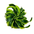 thumbnail image 3 of Dracaena Tornado 4 inch, Twisted Fragrans Rare Indoor Plant, 3 of 8