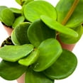 thumbnail image 4 of Peperomia Hope, 2 inch Set of 3, tetraphylla Tiny Mini Pixie Plants, 4 of 6