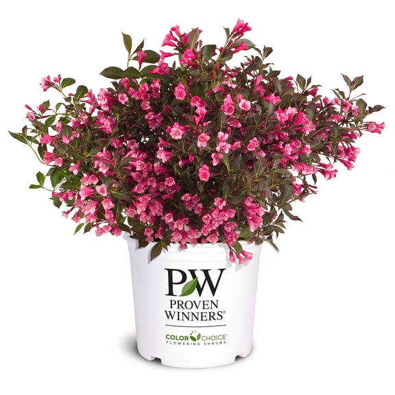 Proven Winners ColorChoice 6" Pink Wine & Roses Weigela Live Plant in 7.5" Pot