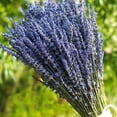 thumbnail image 4 of Advancent Paquetes de lavanda seca natural lavandas cosechadas ligeras hermoso ramo de flores para boda DIY fiesta en casa Decoración del hogar Lavanda seca 50 gramos Advancent HA084088-01, 4 of 6