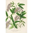 thumbnail image 3 of Charles Antoine Lemaire 13x18 Black Modern Framed Museum Art Print Titled - Hardenbergia Makoyana (Hybrida) (1854-1896), 3 of 5