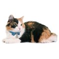 thumbnail image 3 of Pet Collar Adjustable Breathable Simple Bow Cat Collar Kitten Collar with Bell, 3 of 10