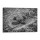 thumbnail image 1 of Cuadro decorativo Animales - Tortuga estrenando el mundo en canvas tamaño 45 x 30 cm Canvas Lab Canvas forma horizontal tamaño 45 x 30, 1 of 2