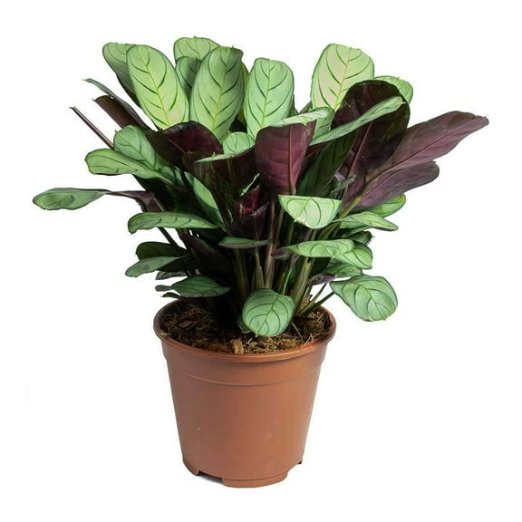 Ctenanthe Burle-Marxii Amagris Live Plant for Indoor | Different Houseplants in 4'' & 6'' Pot | Real House Plant for Living Room, Office & Desk | Never Plant | Fishbone Plant