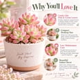 thumbnail image 2 of Succulent Plant Bare Root,Low Maintenance-Decoration, Ideal for Beds Borders, Plant Pots & Planters`, 2 of 6