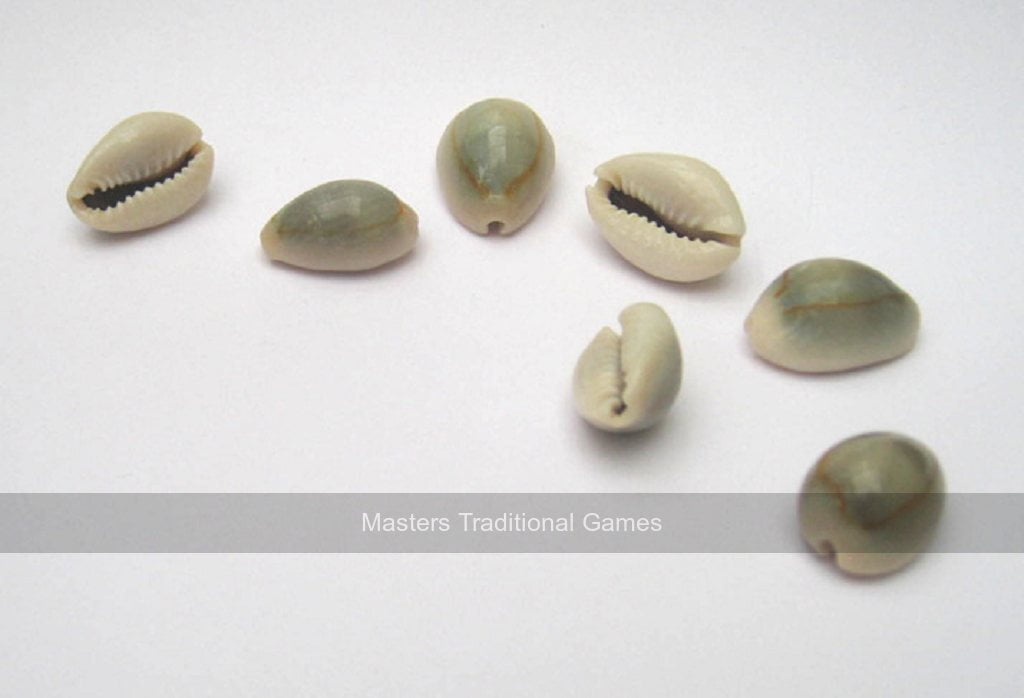 Set of 7 cowrie shell (for use as binary dice)