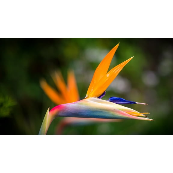 Bird of Paradise Plant Seeds  4 Packs  (4 Seeds per pack)  Full Sun