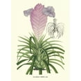 thumbnail image 2 of Stroobant, P. 14x18 Black Ornate Wood Framed with Double Matting Museum Art Print Titled - Lavender Orchids III, 2 of 4