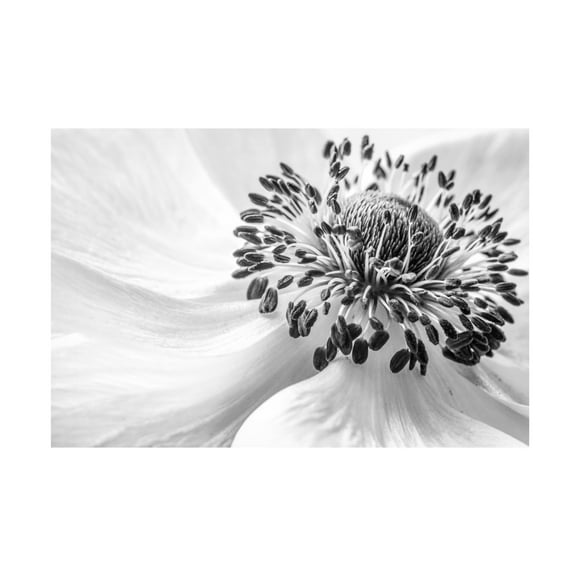 Canvas Wall Art - Mandy Disher 'Anemone' Wall Art for Living Room, Bedroom, or Office D?cor by Trademark Fine Art - 19 x 12 Inches