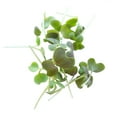 thumbnail image 6 of Colorful Mustard Microgreens Seed Mix - 5 Lb ~1.2M Seeds- Colorful Blend of Mustard Micro Greens Seeds Including Green, Purple, and Red Mustard Seeds, 6 of 6