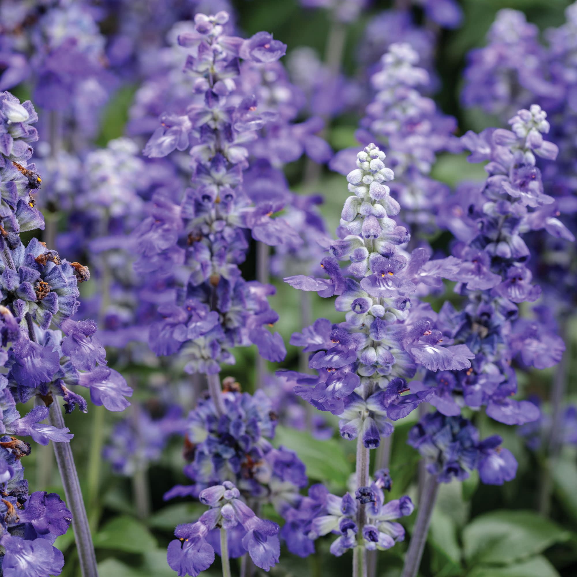 Proven Winners 8" Unplugged So Blue Mealycup Sage Live Plant in 6.5" Pot