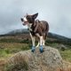 thumbnail image 4 of L Botao Botas para Perros Compatibles con Perros Botines para Perros Antideslizantes e Impermeables, 4 of 4