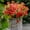 Red Orange, variant on GRNSHTS Artificial Flowers for Outdoors Fake Plants - 8 Bundles Faux Outside Greenery Boxwood No Fade Plastic Shrubs Fall Decor Farmhouse Home Garden Christmas