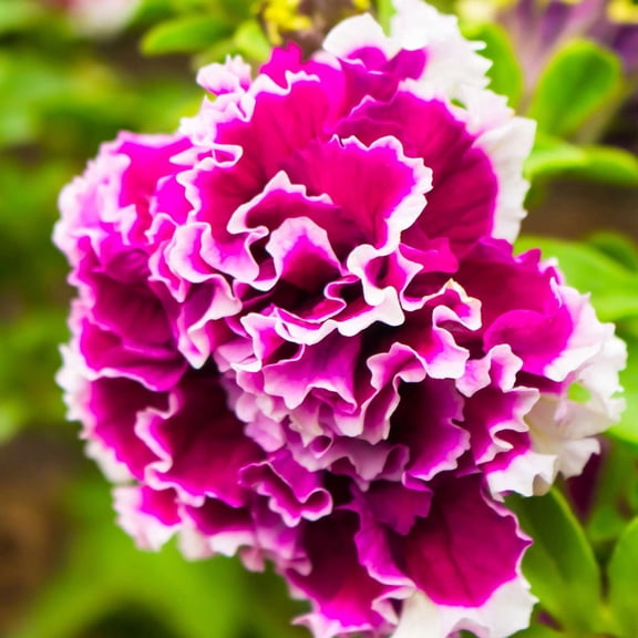 Petunia - Rose Pirouette Flower Garden Seed - 1000 Pelleted Seeds - Annual Flowers - AAS Winner - White Picotee Ruffled Edge Blooms