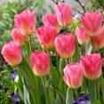 thumbnail image 2 of Tom Pouce Spring Mix Flower Bulbs - 10 Bulbs per Pack - Good as Cut Flowers - Easy to Grow Live Plants - Outdoor Garden, 2 of 5