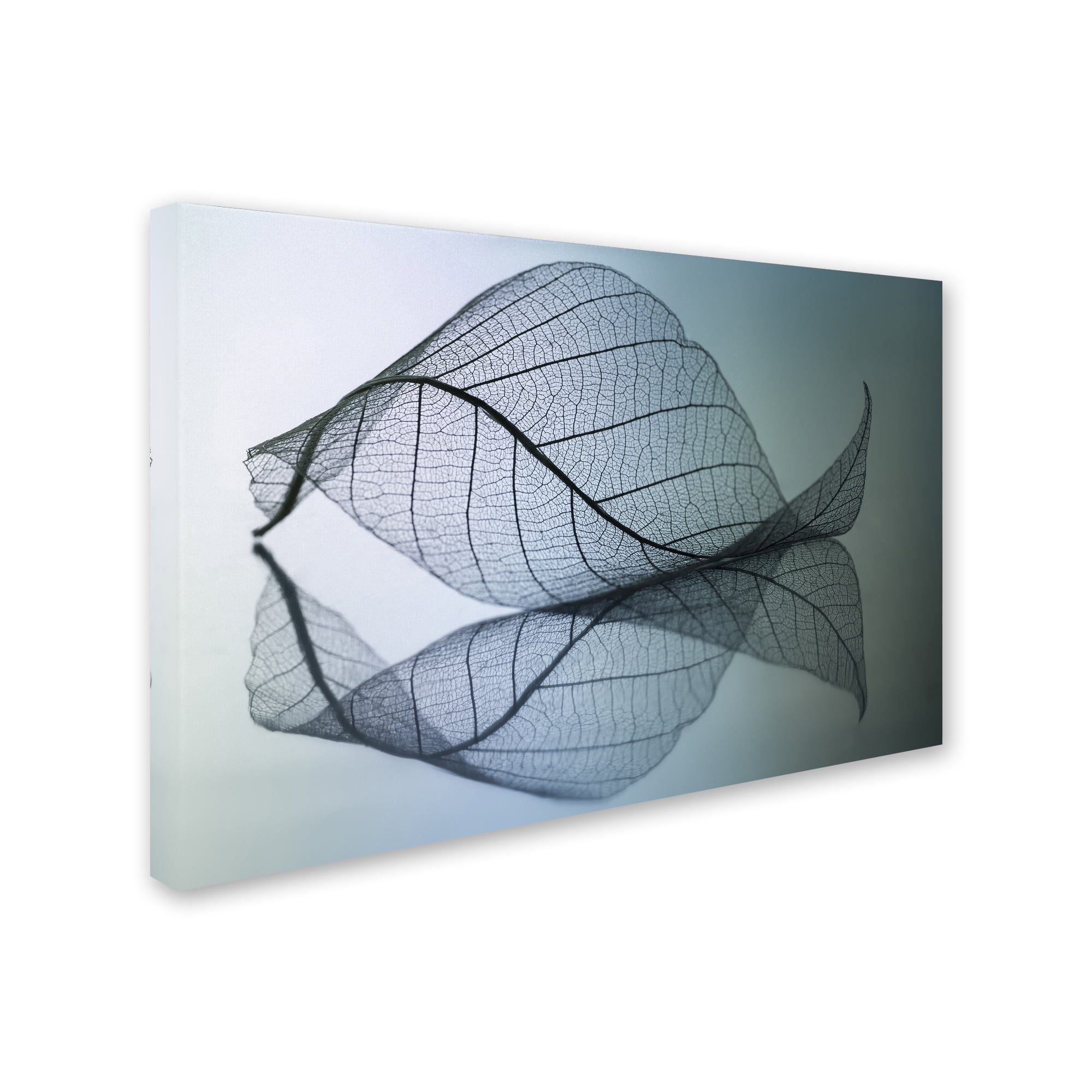 Trademark Fine Art 'Curvaceousness' Canvas Art by Shihya Kowatari