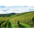 thumbnail image 2 of French Winery Wall Mural by Wallmonkeys Peel and Stick Graphic (48 in W x 31 in H) WM3476, 2 of 4