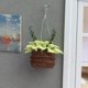 thumbnail image 3 of s colgantes artificiales, de mimbre hecha , plantas para casa de a 1:12, muebles, juguetes, de, 3 of 7