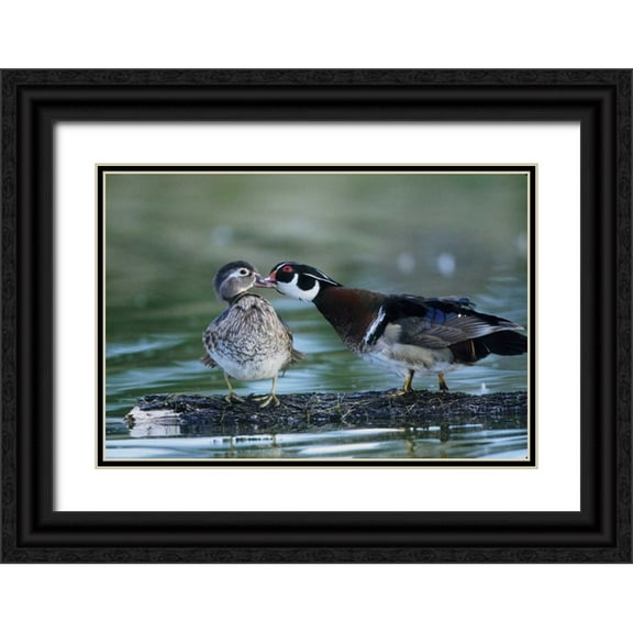 Williams, Joanne 32x23 Black Ornate Wood Framed with Double Matting Museum Art Print Titled - Florida Wood duck interacts with young offspring