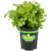 Bonnie Plants Organic Cilantro Live Plant 14.6 oz