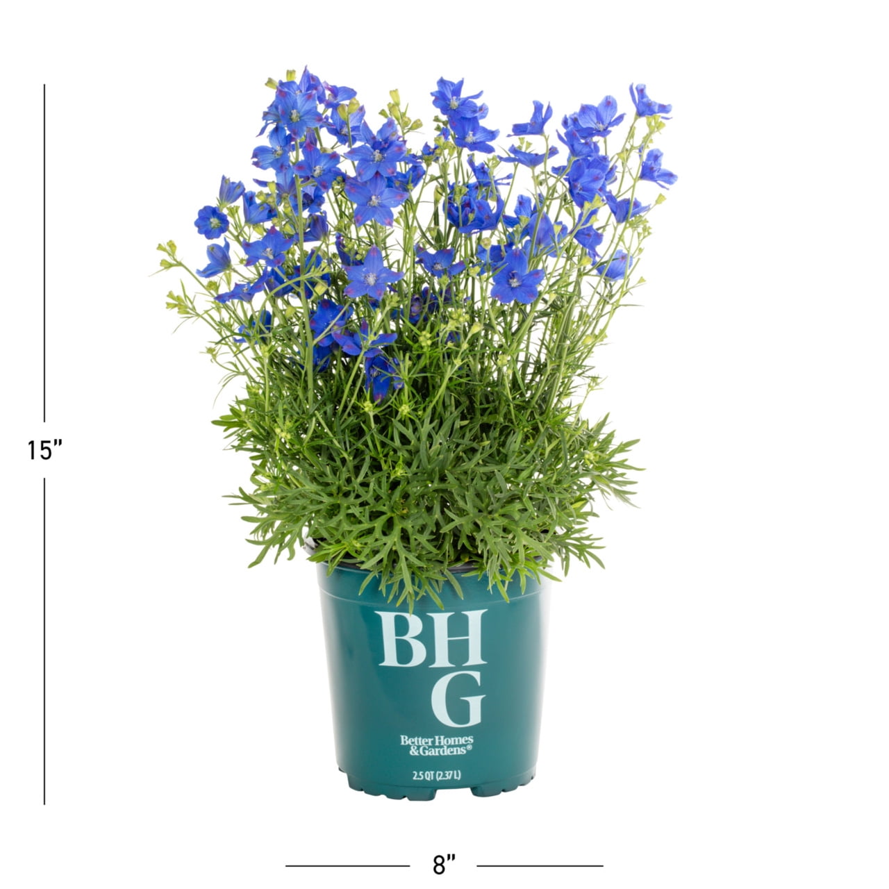 Better Homes & Gardens 2QT Blue Delphinium Live Perennial Plant Sun 3-Pack