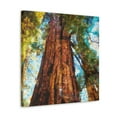 thumbnail image 2 of Sequoia in Fauvism - Canvas, 2 of 10