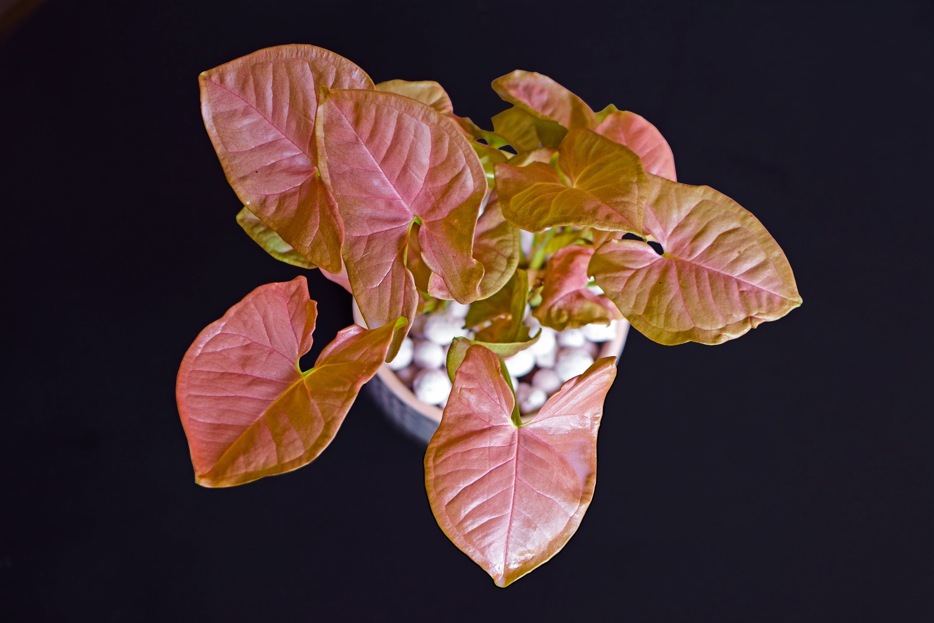 4 in. Syngonium Neon Robusta Live Houseplants with Bright Indirect Sunlight - 3 Piece