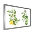 thumbnail image 2 of Designart 'Bouquets Of Blooming Lemon Tree Branches on White' Traditional Framed Art Print, 2 of 4