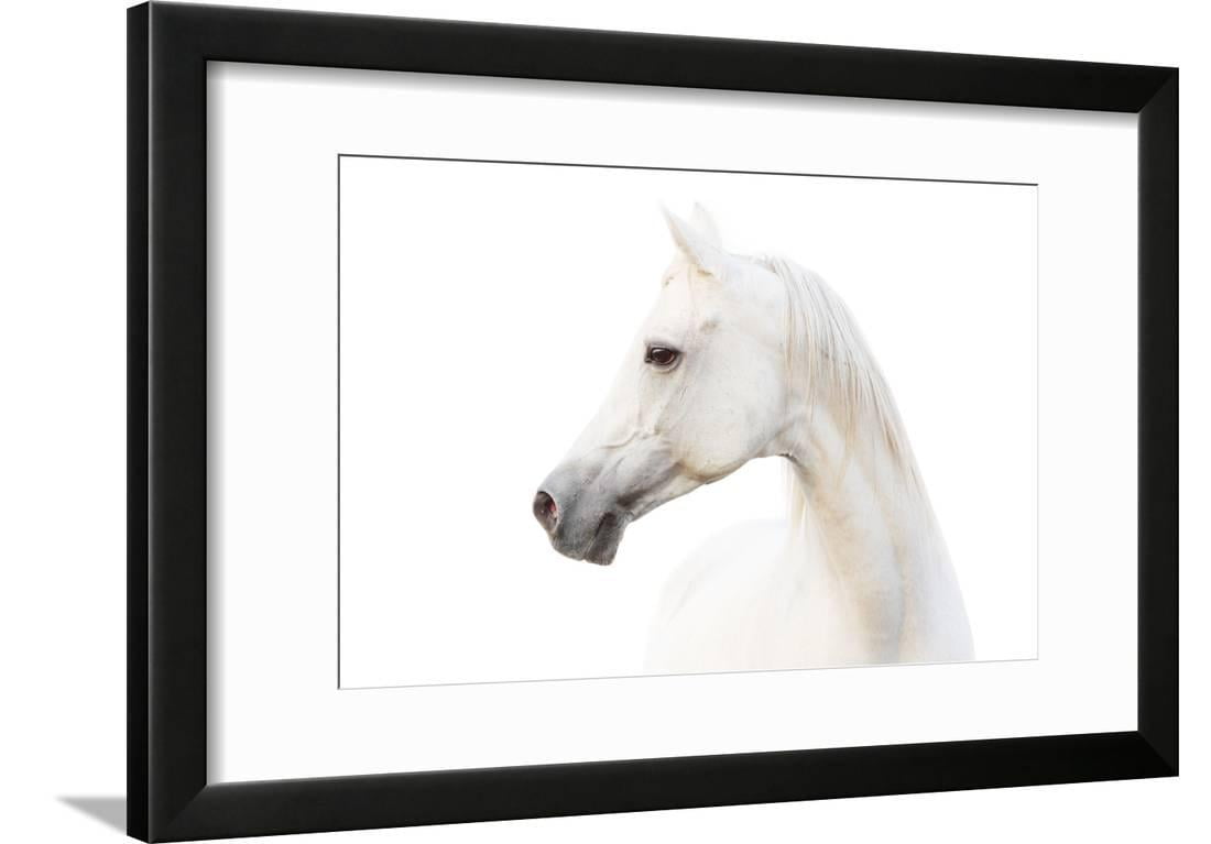 Arabian White Horse Framed Print Wall Art By mari_art