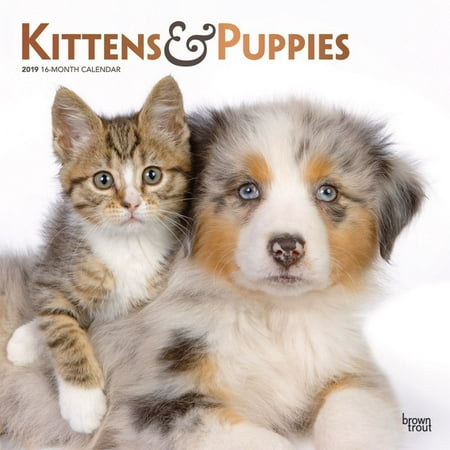 Kittens Wall Calendar - 2019 Kittens & Puppies Wall Calendar, by BrownTrout