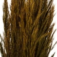 thumbnail image 3 of Vickerman 36" Aspen Gold Plume Reed Bundle (15-20 stems), Preserved, 3 of 4