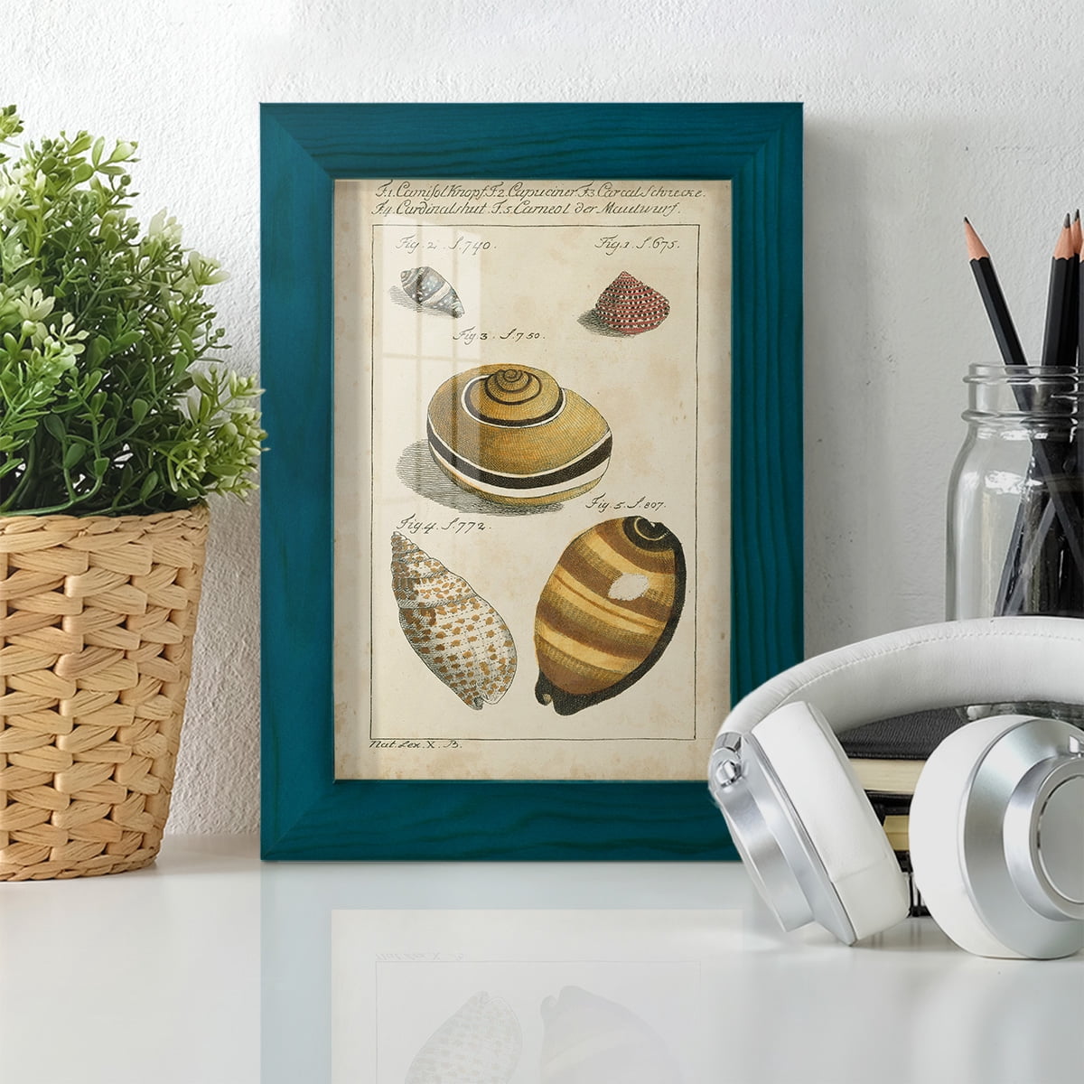 Vintage Shell Study IV -Framed Print w/glass-Ocean Blue