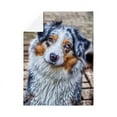thumbnail image 3 of CafePress - Australian Shepherd - Large Plush Fleece Throw Blanket, 80" L x 60" W, 3 of 4