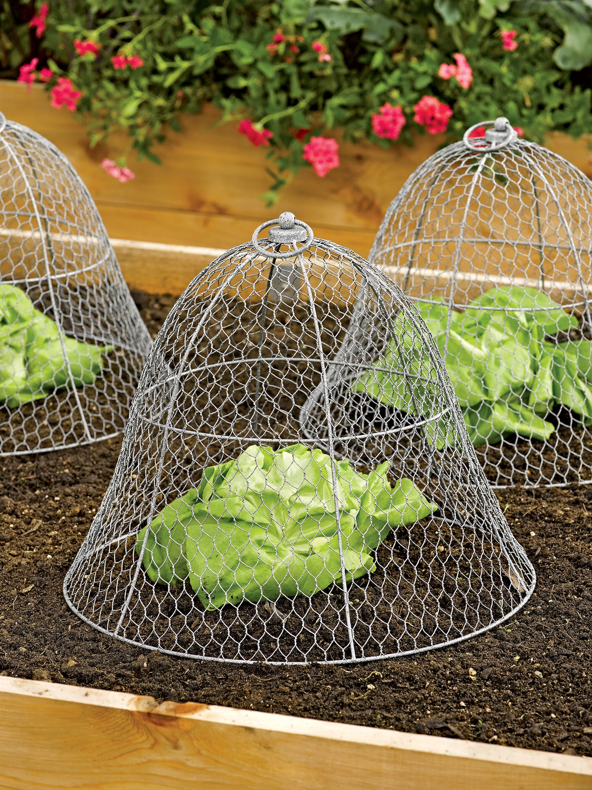 Chicken Wire Cloche