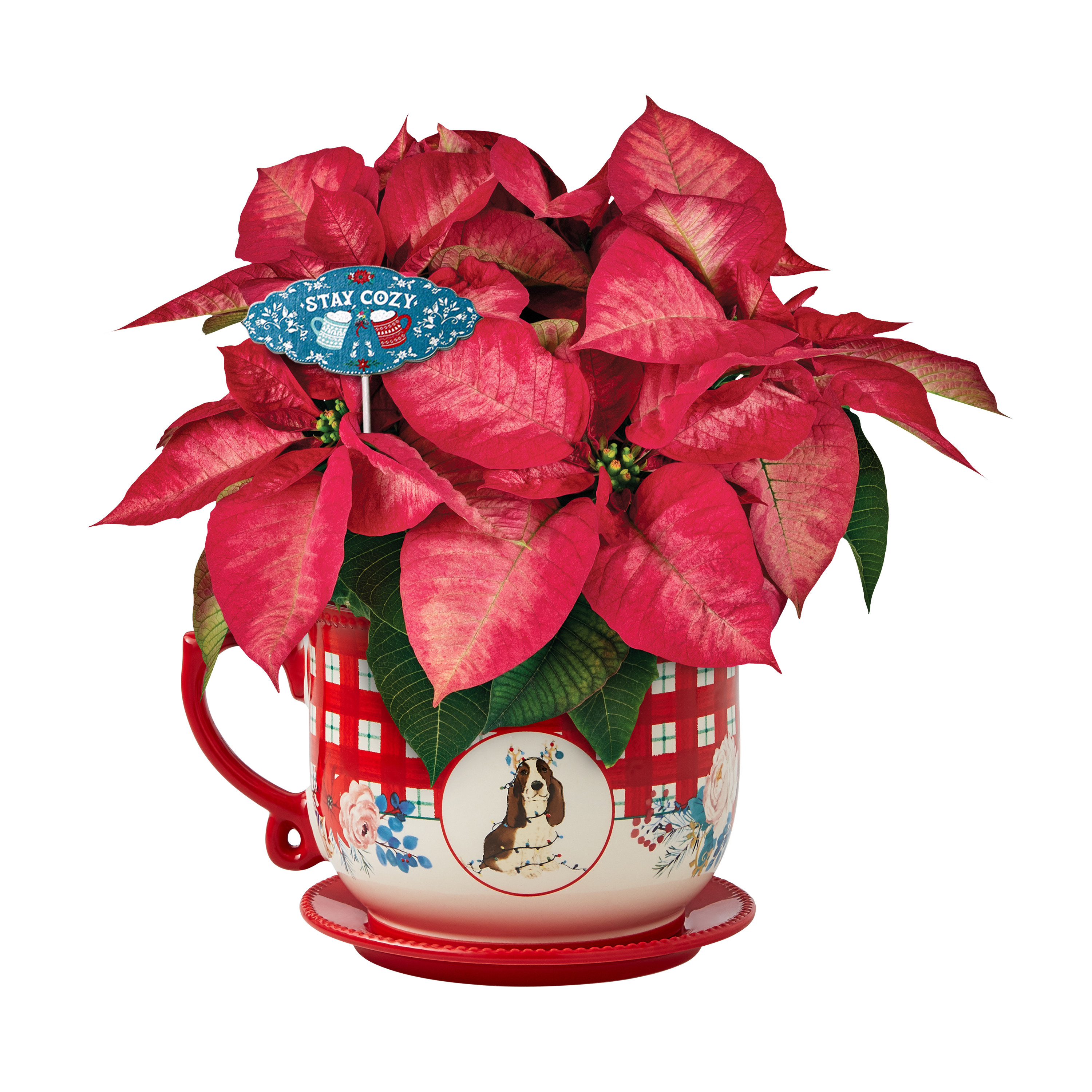 The Pioneer Woman Dark Pink Poinsettia Live Plant in 6" Mug Planter - image 7 of 9