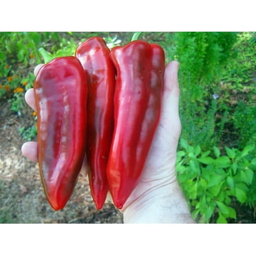 Giant Marconi Pepper Plant - Italian - Sweet Red - 2.5" Pot