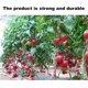 thumbnail image 5 of KAIYANG 100 piezas de clips para plantas de jardín, clips de soporte para plantas para fijar tomates, verduras y pepinos transparentes, 5 of 5