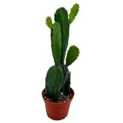 Opuntia ficus-Indica, Prickly Pear Cactus, Rare Cactus, 4 inch Pot, Well Rooted